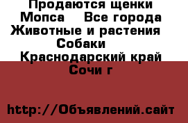 Продаются щенки Мопса. - Все города Животные и растения » Собаки   . Краснодарский край,Сочи г.